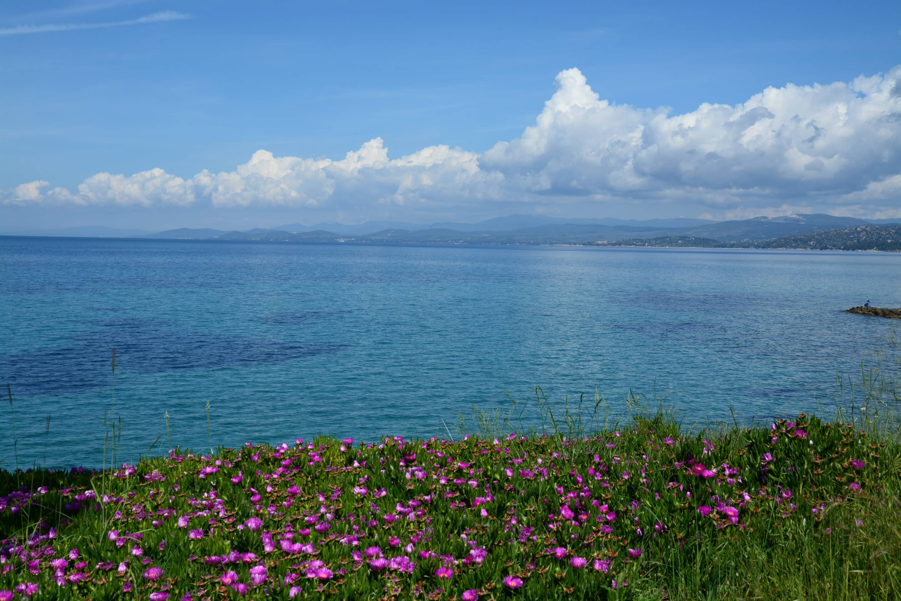 Χαλκιδική, Σιθωνία, Ελιά-panoramio