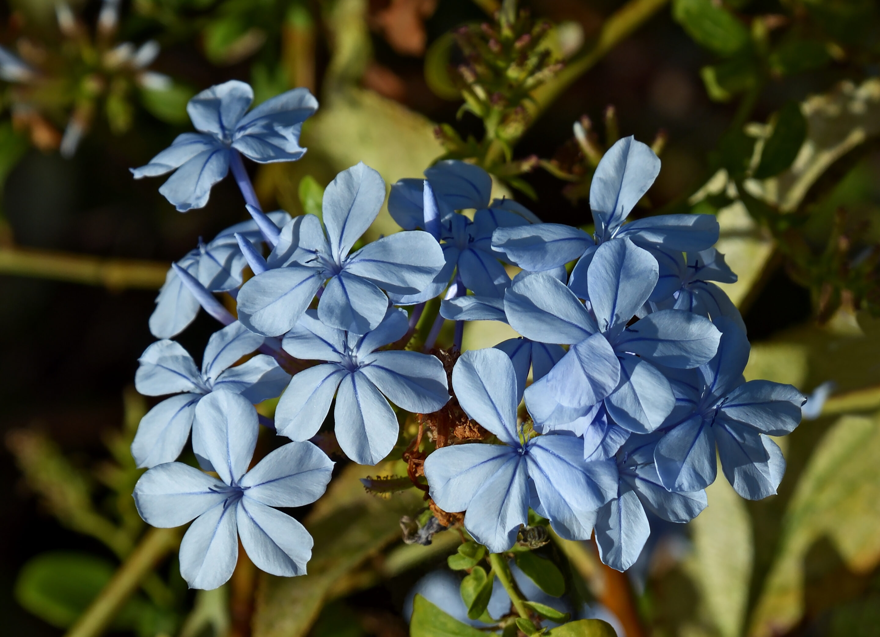 Blue_plumbago_(Plumbago_auriculata)._Astypalaia,_Greece